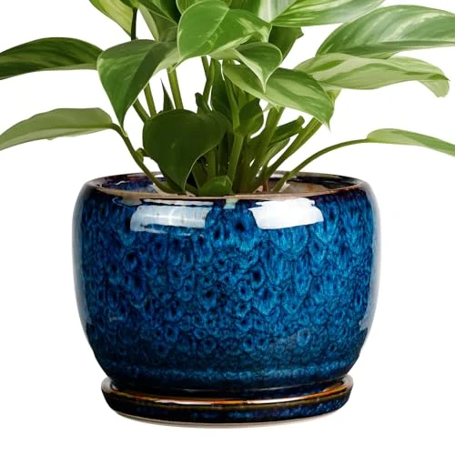 large glazed ceramic plant pots