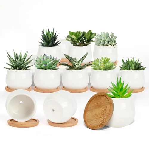 mini pots for succulents bulk