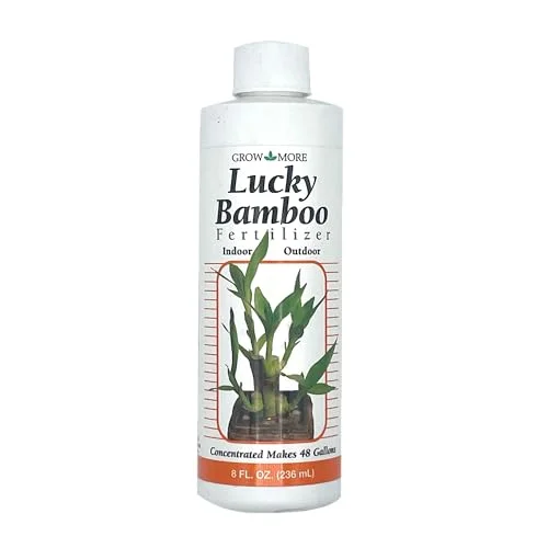 pots for lucky bamboo plants