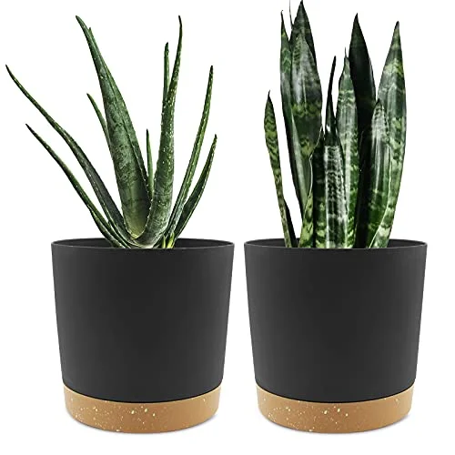 pots for snake plants indoors
