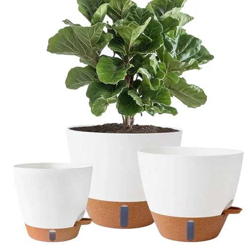 self water pots for plants