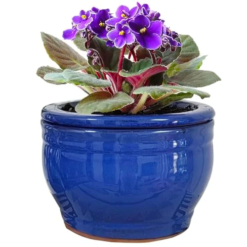self watering pots for violets